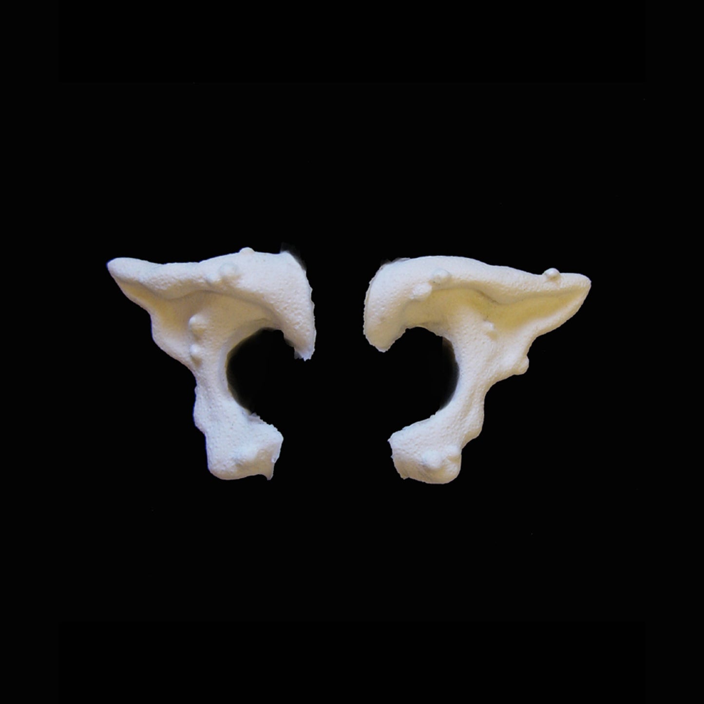 Warty Ears